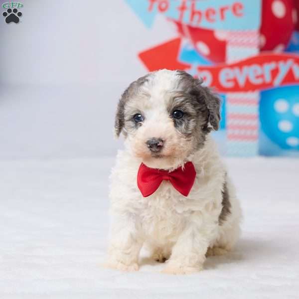 Rocky, Miniature Poodle Puppy